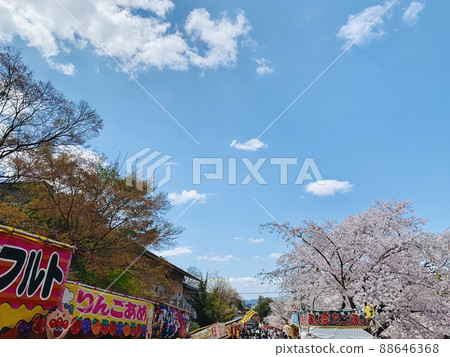 櫻花節[丸山公園/京都市] 88646368