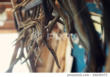 Deer horns are available at a bargain price in Shiretoko Deer horns are available at a bargain price in Shiretoko 88646473