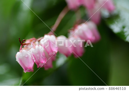 雨中粉紅色的仙女座花(埼玉縣 / 3 月) 雨中粉紅色的仙女座花(埼玉縣 / 3 月) 88646510