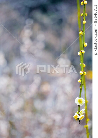 白綠花萼垂枝梅枝花，垂直 88646713