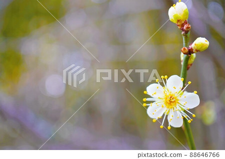 五朵分離花的可愛白李子 88646766