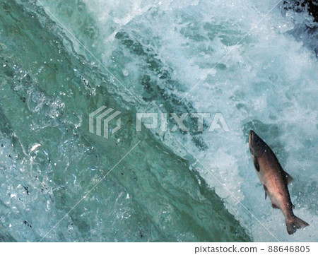 攀登在北海道看到的鮭魚瀑布，它連接生活的方式給我留下了深刻的印象 88646805