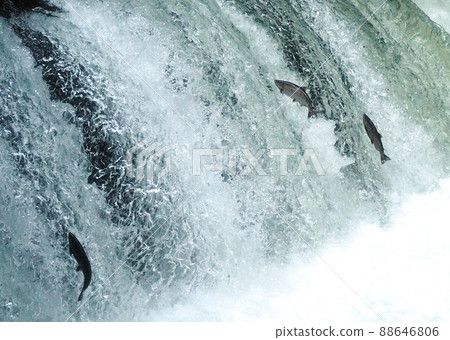 佐倉瀑布是日本最難的瀑布，即使鮭魚跑上來 88646806