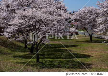 Mt. Neko and the blooming cherry blossoms seen from Aso Takamori are beautiful Mt. Neko and the blooming cherry blossoms seen from Aso Takamori are beautiful 88646829