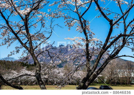 Mt. Neko and the blooming cherry blossoms seen from Aso Takamori are beautiful 88646836
