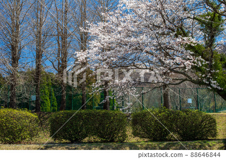 Mt. Neko and the blooming cherry blossoms seen from Aso Takamori are beautiful 88646844