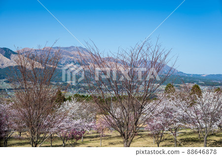 Mt. Neko and the blooming cherry blossoms seen from Aso Takamori are beautiful 88646878