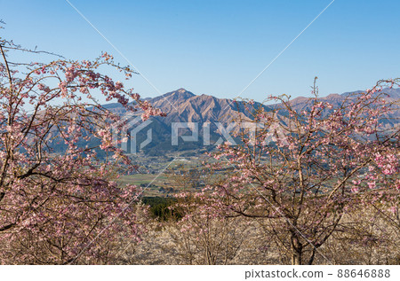 Mt. Neko and the blooming cherry blossoms seen from Aso Takamori are beautiful 88646888