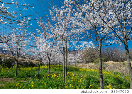 Mt. Neko seen from Aso Takamori and the cherry blossoms blooming in spring are beautiful 88647030