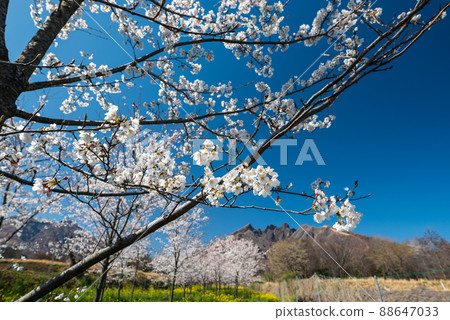 Mt. Neko seen from Aso Takamori and the cherry blossoms blooming in spring are beautiful 88647033