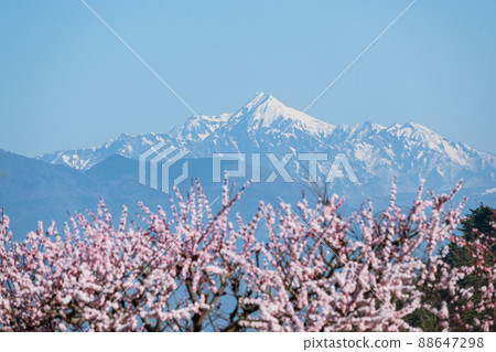 At first glance, 100,000 Anzu no Sato pink flowers bloom toward the blue sky with Mt. Takatsuma in the background. 88647298