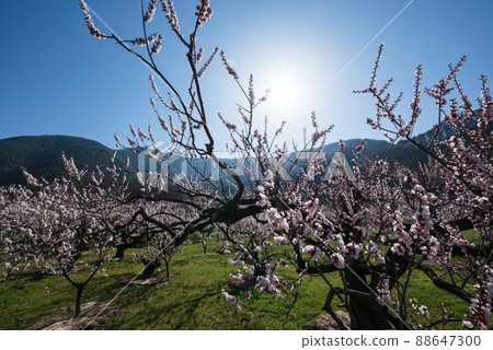 100,000 Anzu no Sato pink flowers bloom toward the blue sky at a glance 88647300