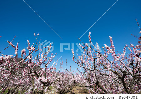 100,000 Anzu no Sato pink flowers bloom toward the blue sky at a glance 100,000 Anzu no Sato pink flowers bloom toward the blue sky at a glance 88647301