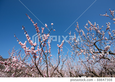 100,000 株 Anzu no Sato 粉紅色的花朵朝藍天綻放,一眼望去 100,000 株 Anzu no Sato 粉紅色的花朵朝藍天綻放,一眼望去 88647308