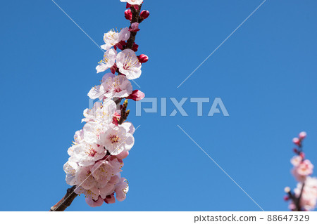 100,000 Anzu no Sato pink flowers bloom toward the blue sky at a glance 88647329