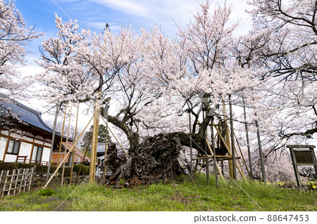 日本三大櫻花山高神代櫻花 88647453