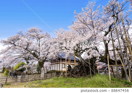 日本三大櫻花山高神代櫻花 日本三大櫻花山高神代櫻花 88647456