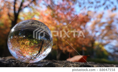 Autumn leaves 88647558