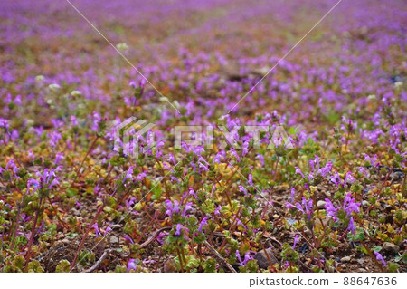 Henbit deadnettle Buddha's seat Sangaigusa Henbit deadnettle Buddha's seat Sangaigusa 88647636