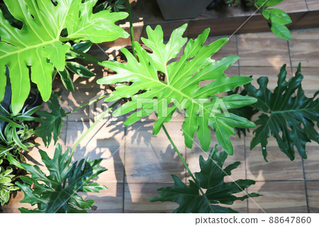 Philodendron or Philodendron Selloum, Philodendron Bipinnatifidum 88647860