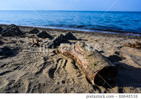Sandy beach with driftwood Sandy beach with driftwood 88648538