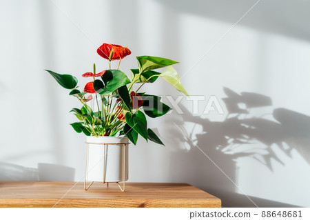 House plant red Anthurium in modern white flower pot on a wooden console under sunlight and shadows on a white gray wall. Biophilia in minimalist Scandinavian style living room design. Copy space. 88648681