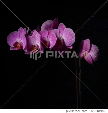 Abstract Phalaenopsis Orchid flower Abstract Phalaenopsis Orchid flower 88648982