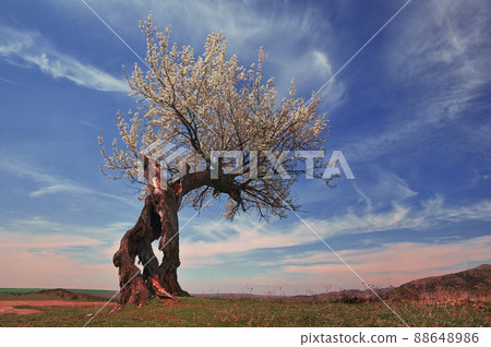 Single Tree on field against the sky 88648986