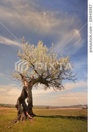 The Power of Rebirth The Power of Rebirth 88648987