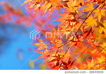 Maple leaves with blue sky and autumn leaves 88649008