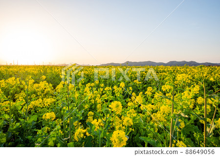 強姦開花 強姦開花 88649056
