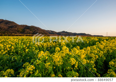 強姦開花 強姦開花 88649057