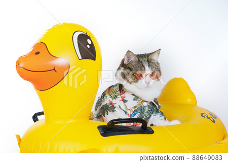 songkran and summer season concept with scottish cat wearing summer cloth and sunglasses and play on duck rubber ring 88649083