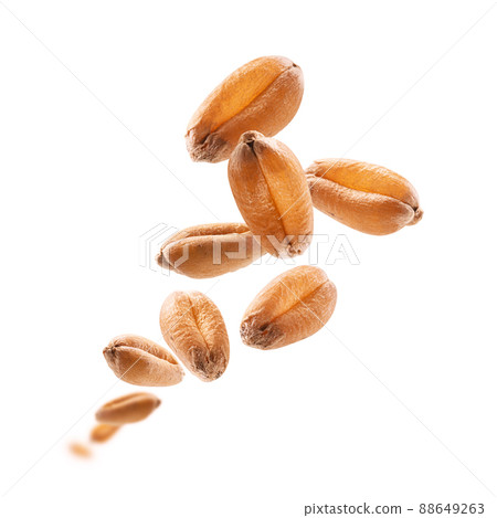 Wheat grains levitate on a white background Wheat grains levitate on a white background 88649263