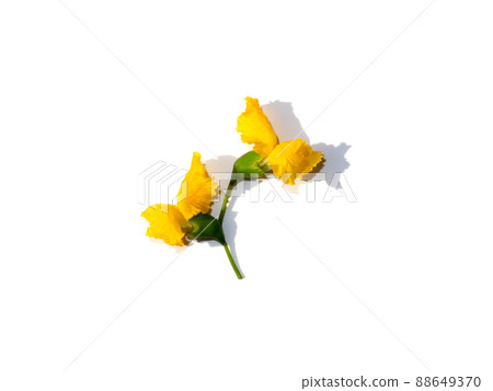 Close up Burmese Rosewood, Andaman Redwood, Amboyna Wood flower on white background. 88649370