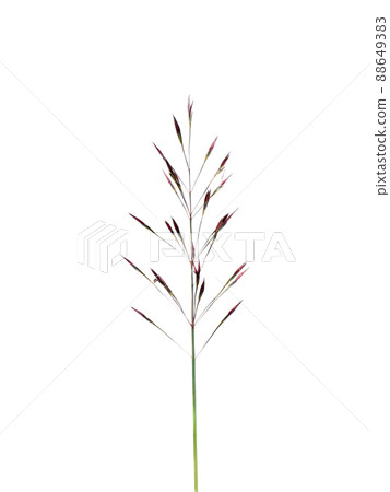 Close up Chrysopogon aciculatus flower on white background. Close up Chrysopogon aciculatus flower on white background. 88649383