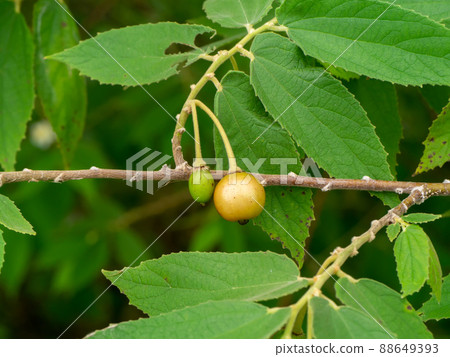 Close up Jam tree, Jamaican cherry, Malayan Cherry, West Indian Cherry. 88649393