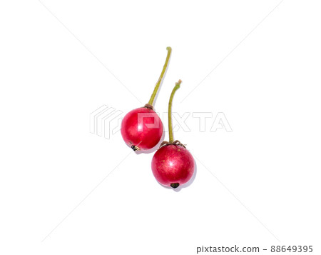 Close up Jam tree, Jamaican cherry, Malayan Cherry, West Indian Cherry. Close up Jam tree, Jamaican cherry, Malayan Cherry, West Indian Cherry. 88649395