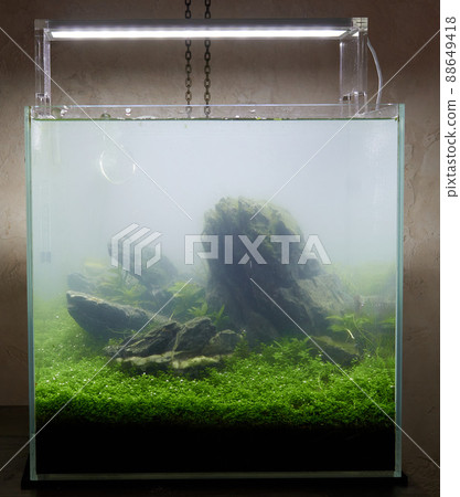 Cloudy water, bacterial bloom. Small cubic aquascaped aquarium with live plants, rocks and plant carpet by hemianthus callitrichoides Cuba. Cloudy water, bacterial bloom. Small cubic aquascaped aquarium with live plants, rocks and plant carpet by hemianthus callitrichoides Cuba. 88649418