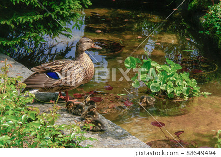 Duck family near pond in Switzerland 88649494