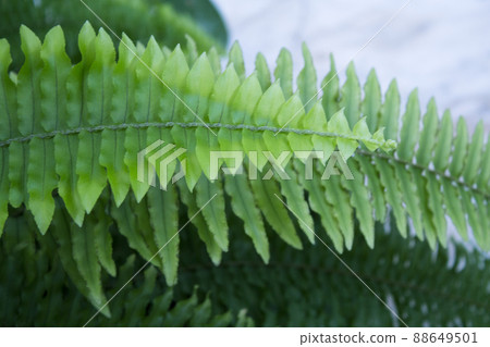 Dark green fern leaves in tropical environment Dark green fern leaves in tropical environment 88649501
