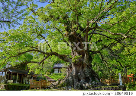 Biggest tree in Japan 88649819