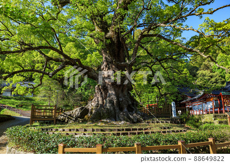 日本最大的樹 日本最大的樹 88649822