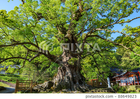 日本最大的樹 88649823