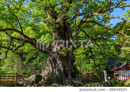 Biggest tree in Japan 88649824