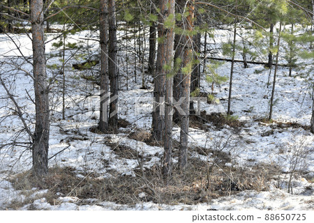 Spring forest and melting snow in spring 88650725
