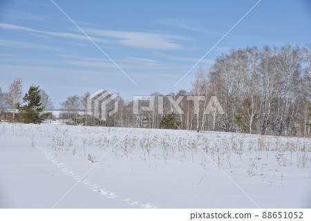 Winter forest and snow in the field during the day 88651052