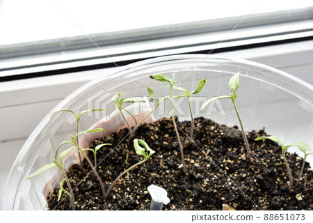 Green seedlings of plants in spring in pots 88651073