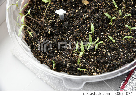 Green seedlings of plants in spring in pots 88651074