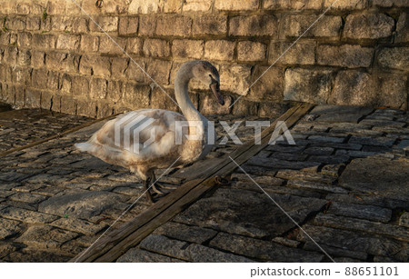 Swan in evening sunshine in Locarno, Switzerland Swan in evening sunshine in Locarno, Switzerland 88651101